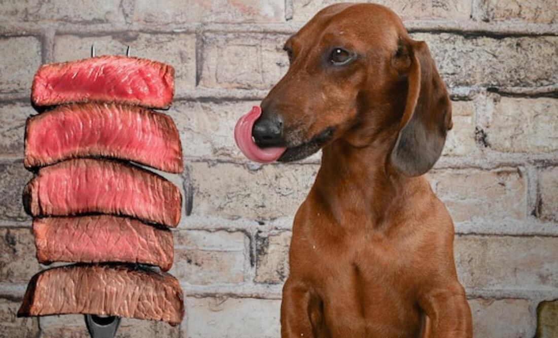 La carne en la alimentación de los perros. Fuente: Freepik.