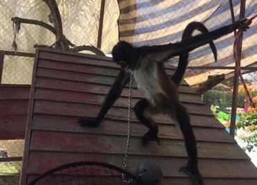 Aseguran a hembra mono araña en peligro de extinción que tenían encadenada del cuello en Morelos