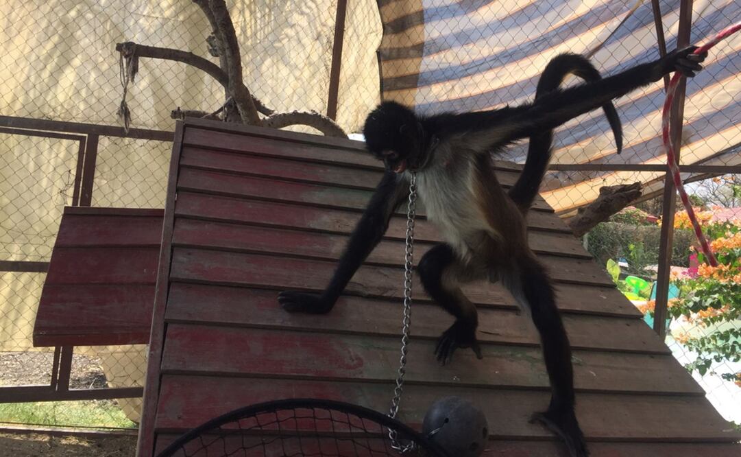 Hembra de mono araña rescatada en Morelos. Foto: Profepa