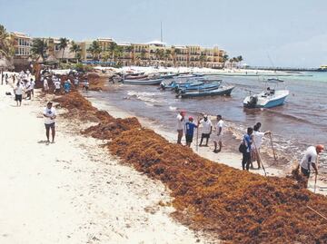 10 puntos para entender el fenómeno del sargazo en Quintana Roo