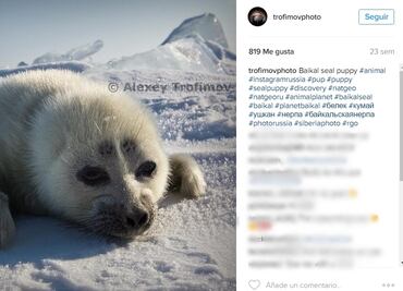 Tarda tres años en retratar a foca bebé