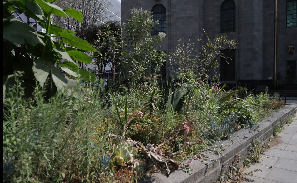 El jardín es otro espacio que ha dado de qué hablar. Foto: Carlos Mejía/ EL UNIVERSAL.