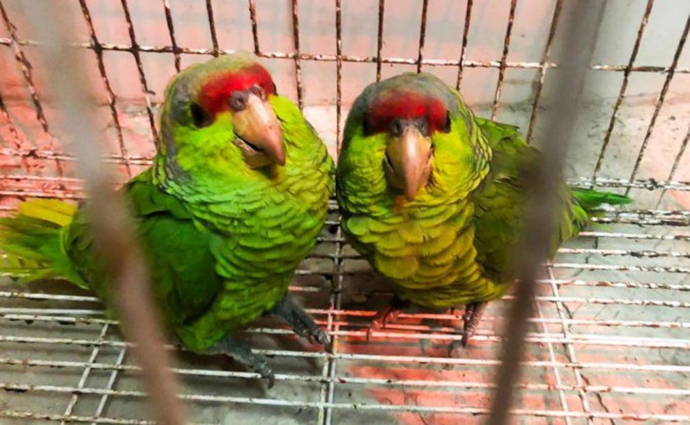 Profepa asegura monos araña, loros y una guacamaya en operativos contra tráfico de fauna en Guadalajara (29/12/25). Foto: Profepa