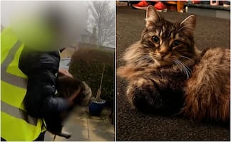 Gatita es robada por repartidor de Amazon del porche de su casa; caso se vuelve viral