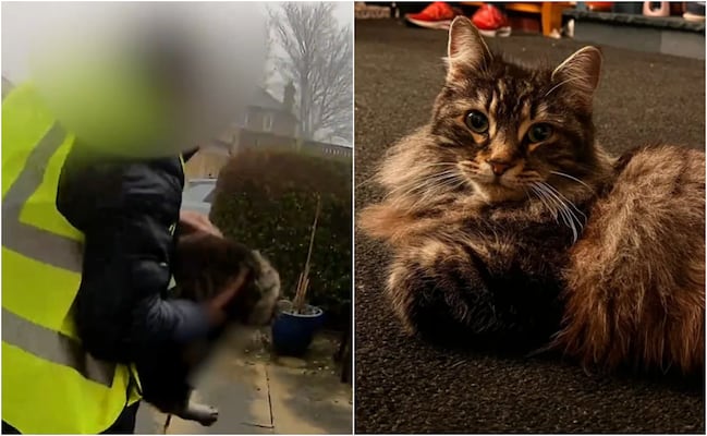 Gatita es robada por repartidor de Amazon del porche de su casa; caso se vuelve viral