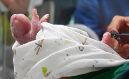 Nace panda de padres en cautiverio y en estado silvestre