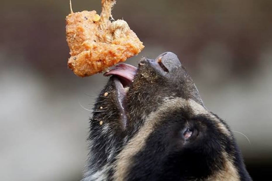 Dan helados a animales del zoológico de Medellín por ola de calor