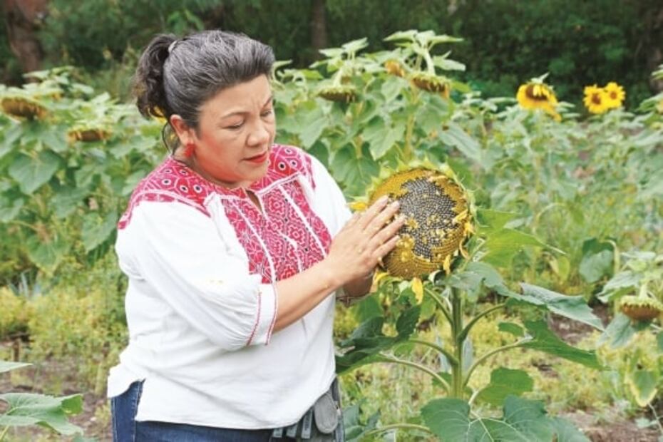 Girasoles impulsan turismo en Guelatao, Oaxaca