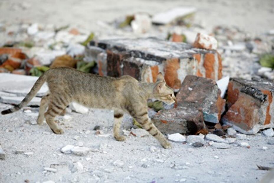 Los perros y los gatos olvidados que dejó el temblor