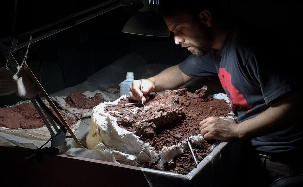 La antigüedad de la especie la ubica en el periodo Triásico Tardío, en el que aparecieron los primeros dinosaurios y los antecesores de los mamíferos. Foto: AFP