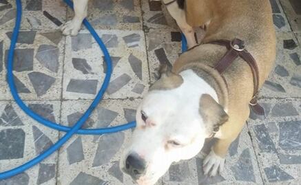 Vinculan a proceso por violencia familiar a “El Orejas”, agresor de pitbull