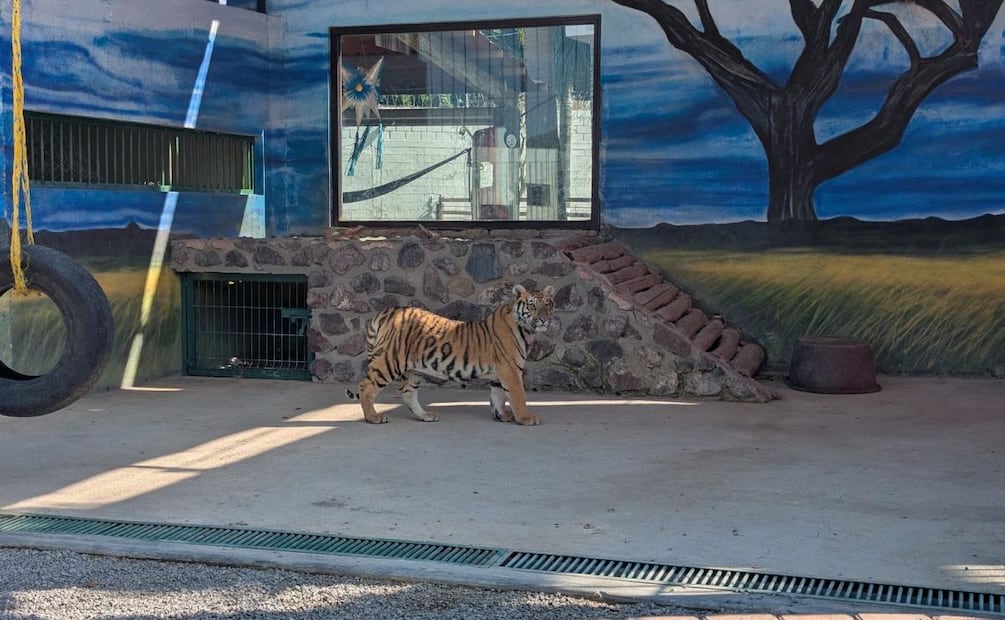 Rescatan a jaguares, aves, tigres y mapaches en domicilio de Querétaro (23/01/2026). Foto: Especial