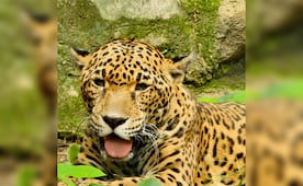Muere "Gaby", jaguar de 20 años, en el Zoomat de Tuxtla Gutiérrez, Chiapas; tenía padecimientos propios de su edad