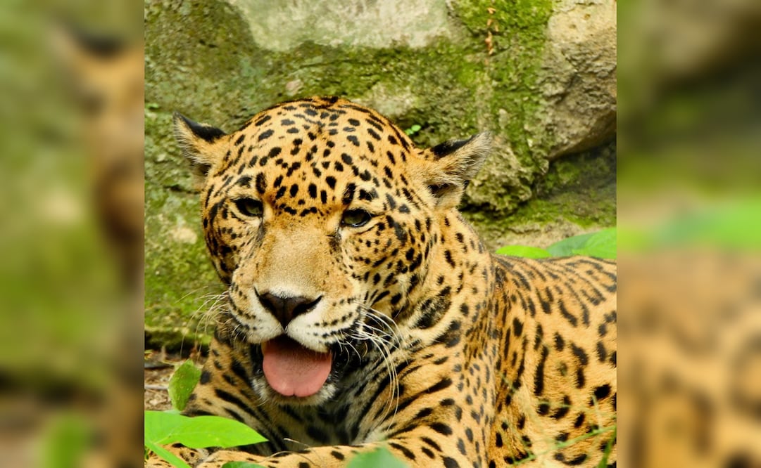 Muere “Gaby”, jaguar de 20 años, en el Zoomat de Tuxtla Gutiérrez, Chiapas; tenía padecimientos propios de su edad.
Foto: Zoomat Chiapas.