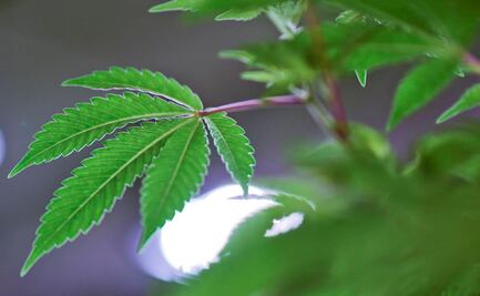 Senado aplaza debate sobre la regulación de la marihuana