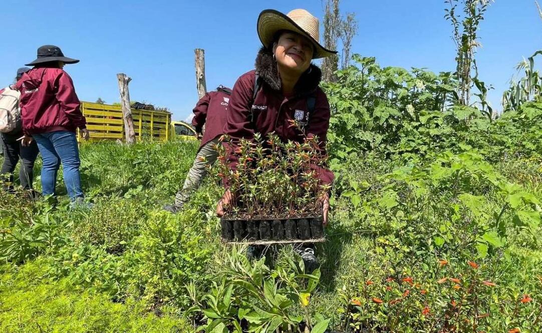 Siembra de plantas nativas por parte de Sedema. Foto: Especial