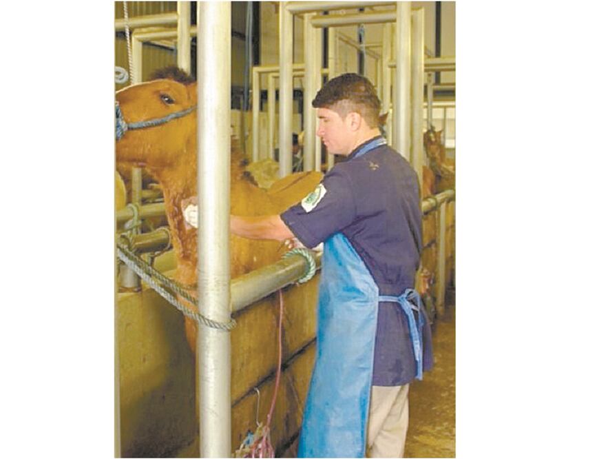 Investigación. Sin ser lastimados, los caballos son claves en los experimentos del Instituto Clodomiro Picado. Foto: CORTESÍA DE UCR