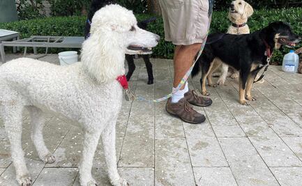 Amor puro: perros de terapia consuelan a los afectados por el derrumbe en Surfside