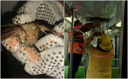 Rescatan murciélago en vagón del Metro de la Línea 8 