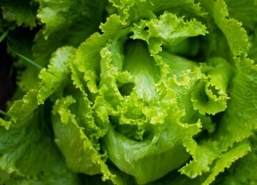 Cómo conservar la lechuga fresca por semanas