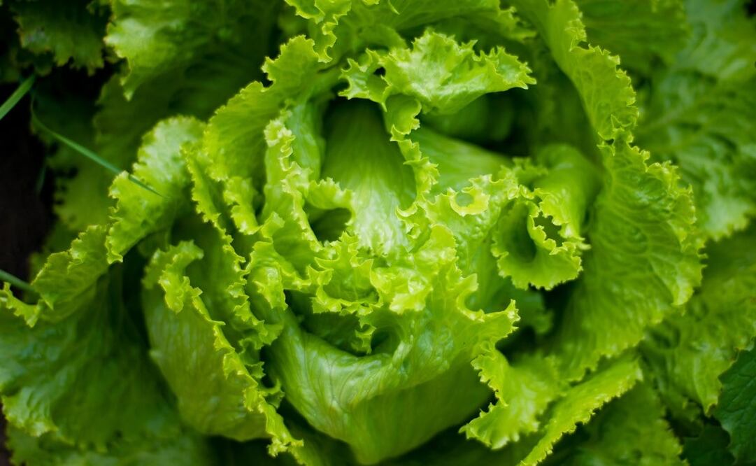 Lava bien la lechuga antes de almacenarla ya que es un alimento que crece en contacto con el suelo / Foto: Unsplash