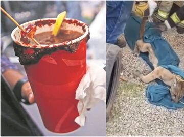 Puma entra a puesto de micheladas en Tulancingo, Hidalgo