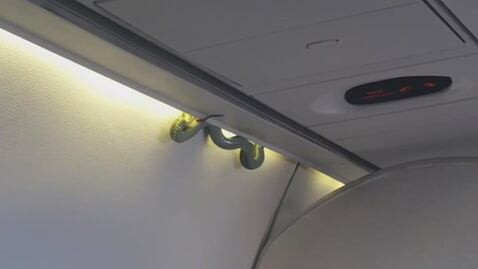 Aeroméxico investiga presencia de víbora en avión