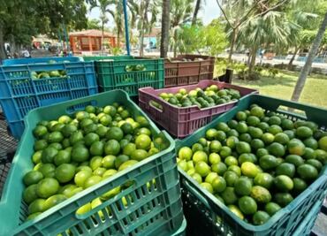 Aranceles de Trump aún sin ser oficiales, ya afectan producción de limón de 23 comunidades de Tuxtepec, Oaxaca