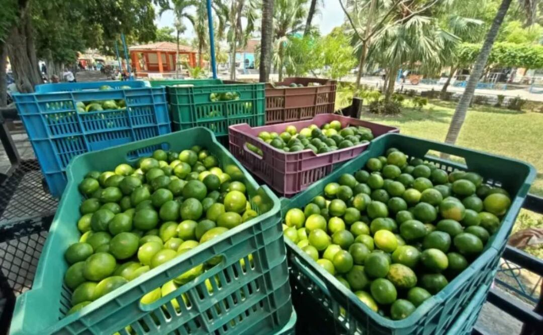 Productores de limón advierten sobre la caída en el precio de compra y retrasos en la exportación del limón por los aranceles de Donald Trump a México que aún no entran en vigor (19/02/2025). Foto: Antonio Mundaca / EL UNIVERSAL