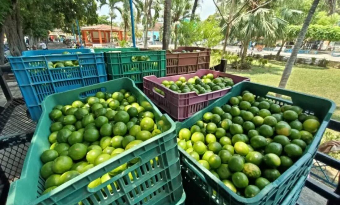Productores de limón advierten sobre la caída en el precio de compra y retrasos en la exportación del limón por los aranceles de Donald Trump a México que aún no entran en vigor (19/02/2025). Foto: Antonio Mundaca / EL UNIVERSAL