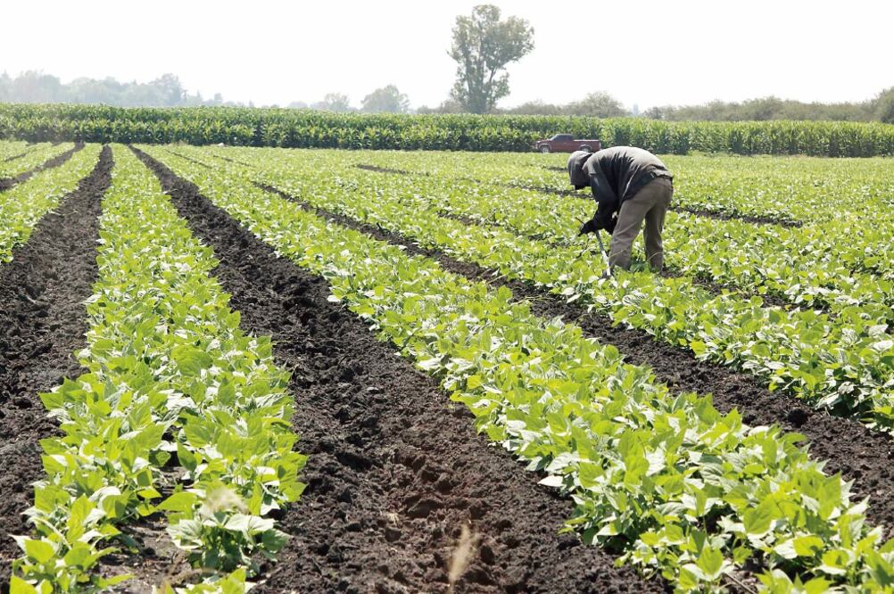Autoridades del sector agrícola señalan que es importante brindar más oportunidades al grupo joven de la población (ARCHIVO EL UNIVERSAL)