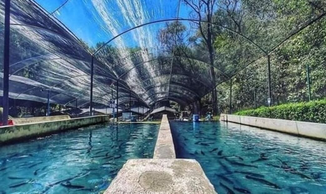 Cuánto cuesta la entrada al Bosque de las Truchas en Hidalgo