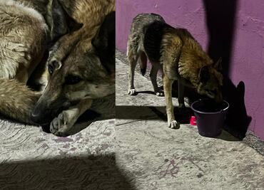Lobo capturado por la brigada de vigilancia animal no pertenece al zoológico de San Juan de Aragón; "la información es falsa"