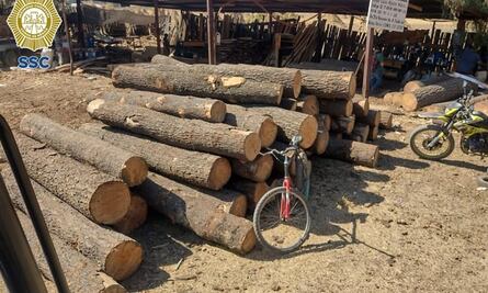 Clausuran bodega clandestina de madera en Tláhuac durante operativo contra tala ilegal y aserraderos
