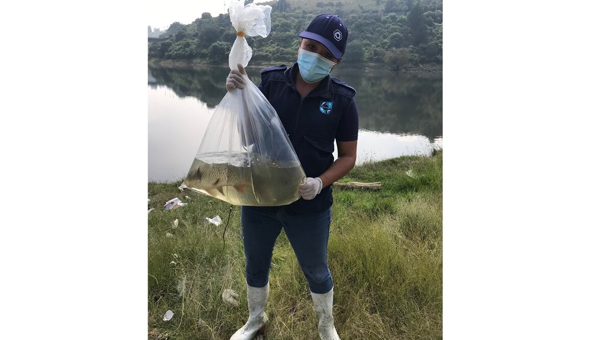 Un río negro que emana un fuerte olor a basura contamina el río San Juan que desfoga en la presa Madín, lo que ha provocado que miles de peces mueran. Foto: Rebeca Jiménez. El Universal