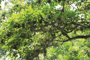 Trasplantan un centenar de árboles por obras de ciclovía y parque elevado en Calzada de Tlalpan; "ninguno fue talado", aclaran