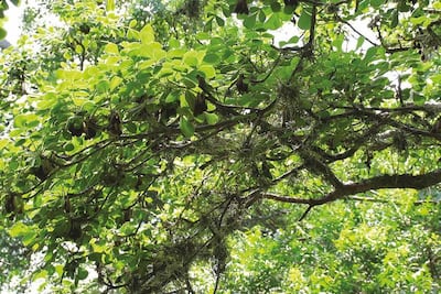 Trasplantan un centenar de árboles por obras de ciclovía y parque elevado en Calzada de Tlalpan; "ninguno fue talado", aclaran