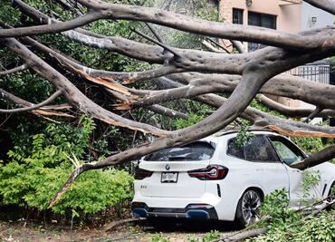 Las lluvias tumban árboles y provocan deslaves en CDMX