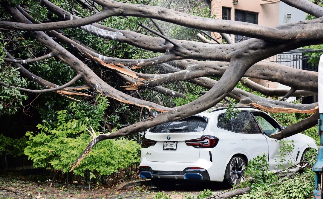 Un árbol de aproximadamente 15 metros de altura colapsó sobre tres vehículos que se encontraban estacionados en la calle Xochicalco, alcaldía Benito Juárez. Foto: Valente Rosas / EL UNIVERSAL