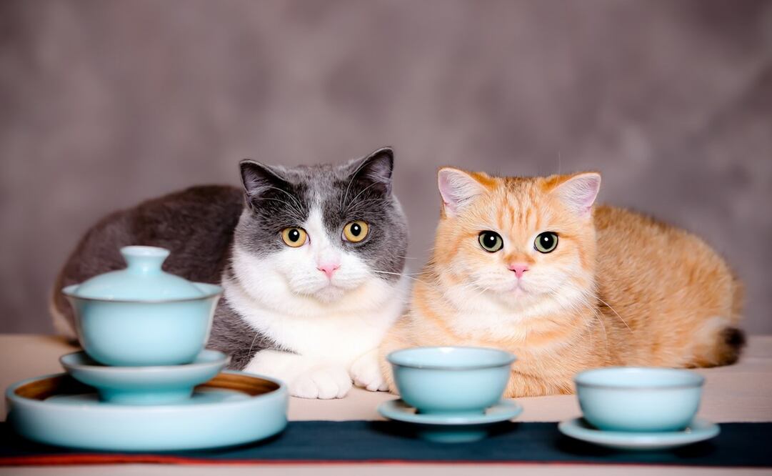 Conoce estas cafeterías dedicadas a gatitos en CDMX. Foto: Unsplash