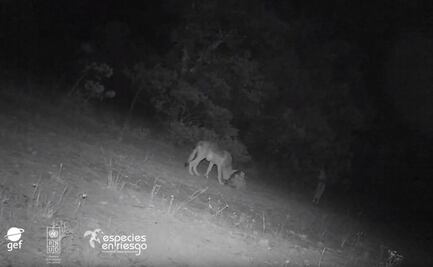 Captan a cachorros de lobo mexicano, especie catalogada extinta de forma silvestre