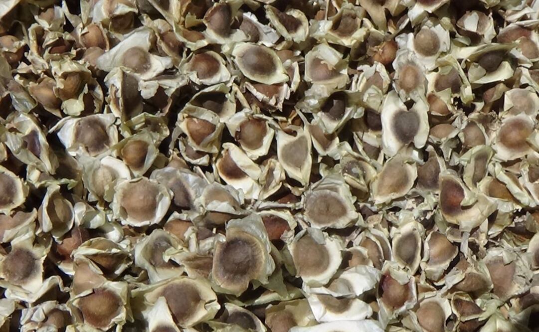 Foto: Archivo/ EL UNIVERSAL