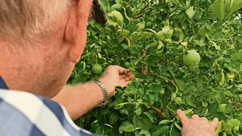 Ante el temor de limoneros, gobierno presenta denuncia
