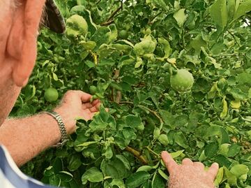 Ante el temor de limoneros, gobierno presenta denuncia