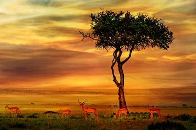 ¿Sabes qué son los Big Five? 5 curiosidades del Parque Nacional Kruger