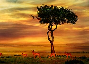 ¿Sabes qué son los Big Five? 5 curiosidades del Parque Nacional Kruger