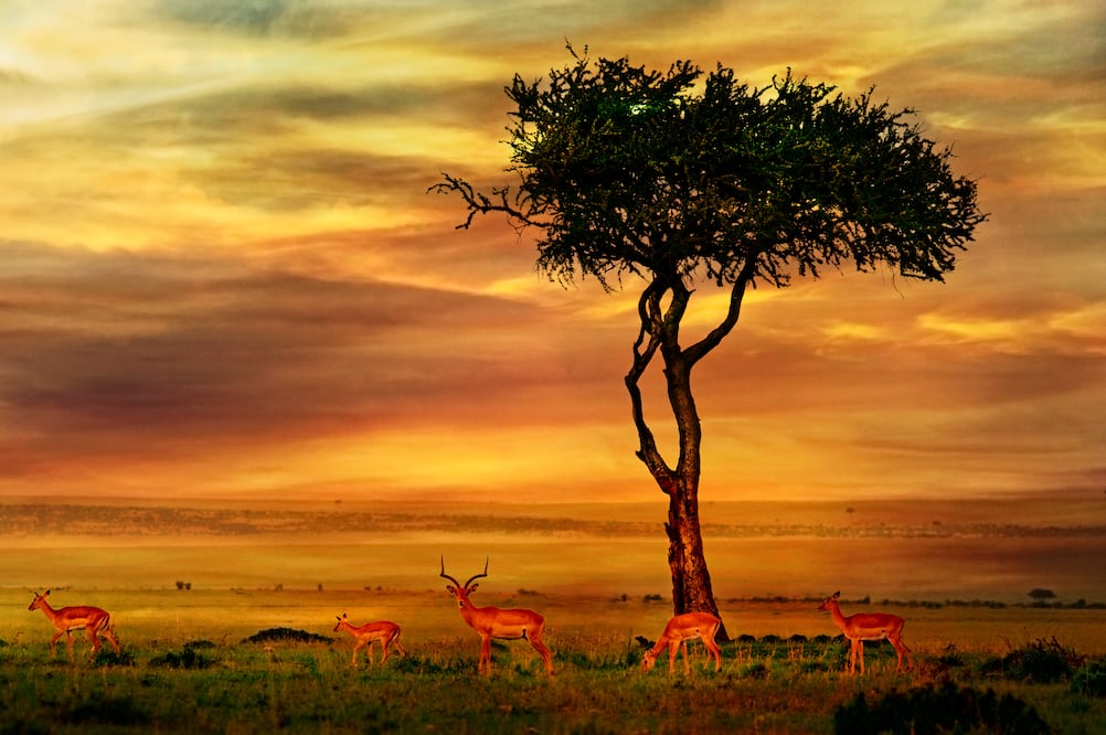 Acampa en este tesoro africano y disfruta de su diversidad. (Foto: Istock)