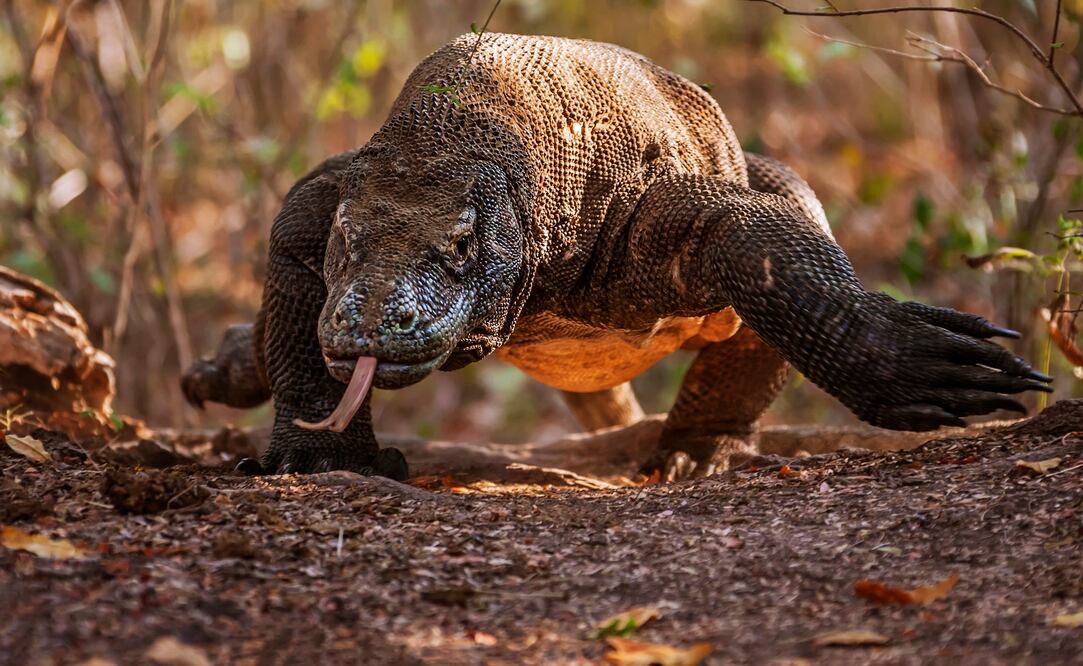 El dragón de Komodo puede medir hasta tres metros de largo. (Foto: Istock)