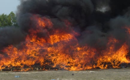 Incineran más de 46 mil plantas de marihuana en Jalisco