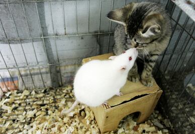 Con nuevo experimento, científica concluyó que los "humanos nos parecemos más a las ratas de laboratorio enjauladas" 